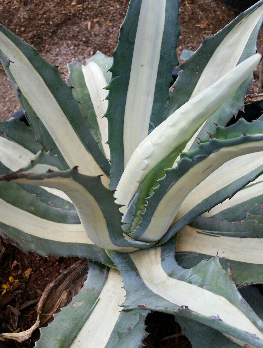 Agave americana 'variegata'