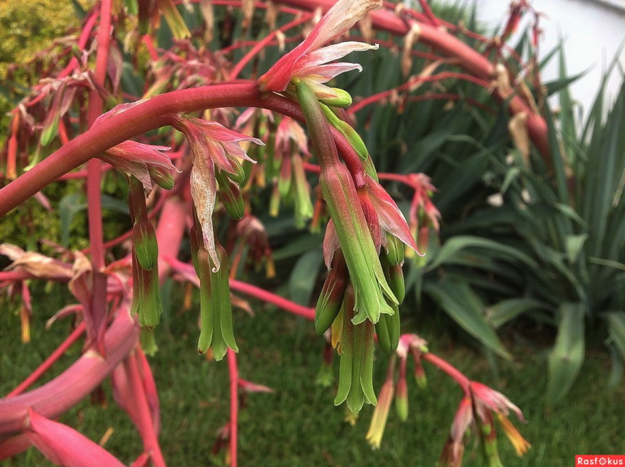 Агава дерево 3 ствола