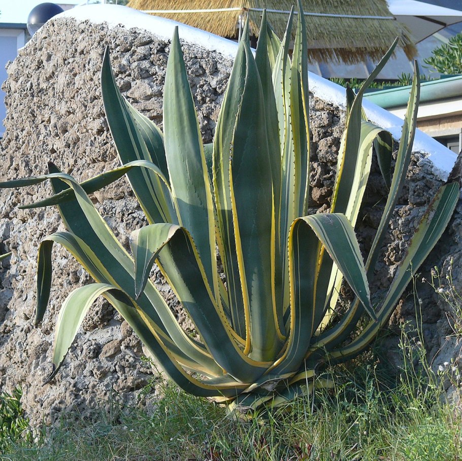 Агава американская маргината