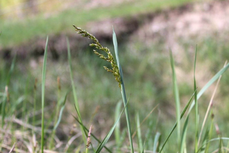 Зубровка душистая