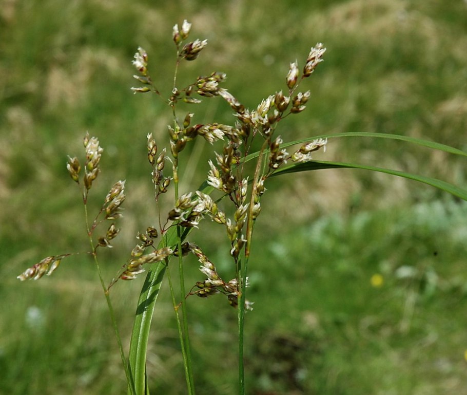 Зубровка трава