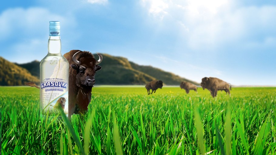 Зубровка ползучая