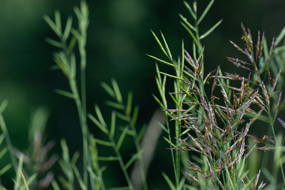 Зубровка трава