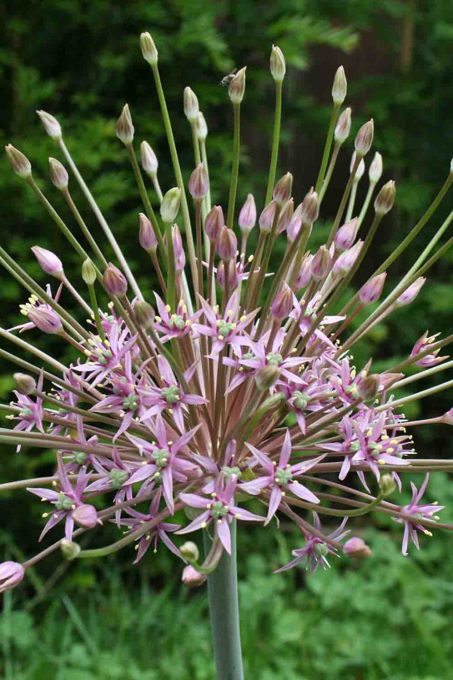 Лук декоративный Шуберта