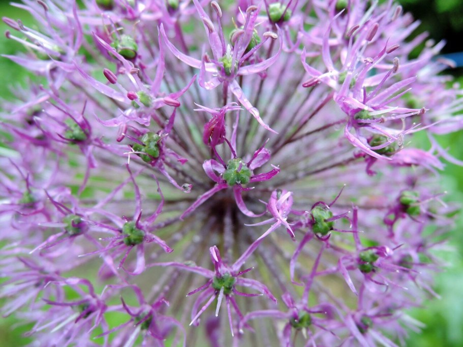 Декоративный лук с колючками