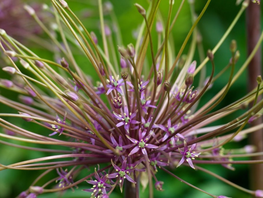 Аллиум Кристофа