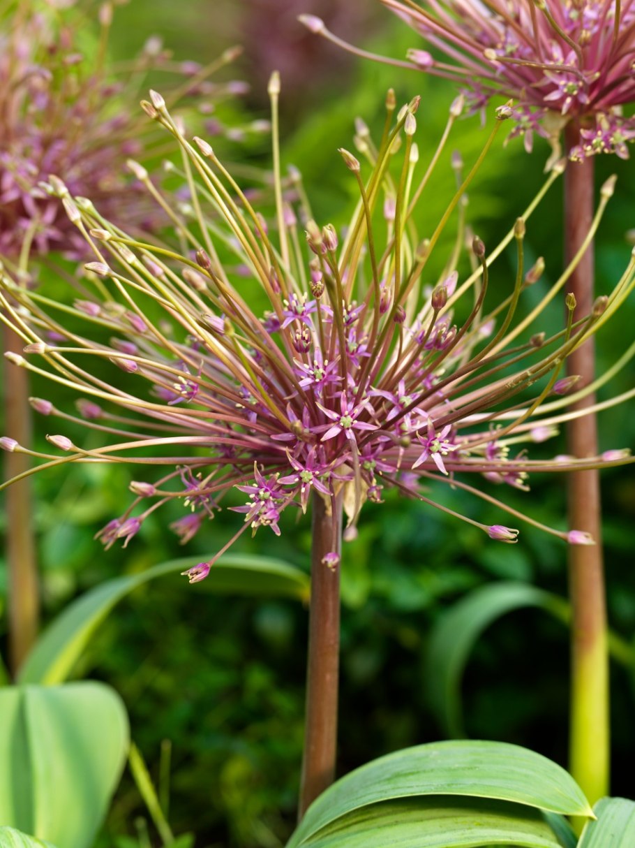 Аллиум Шуберти