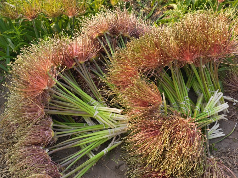 Allium Шуберта