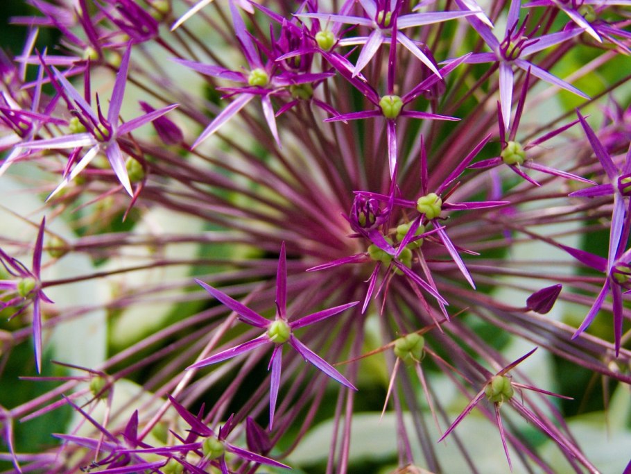 Аллиум шуберт