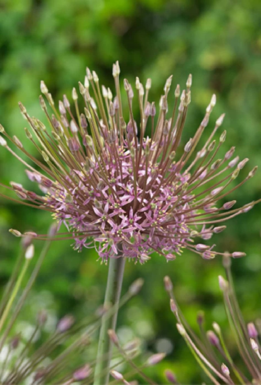 Лук декоративный Шуберт 2шт