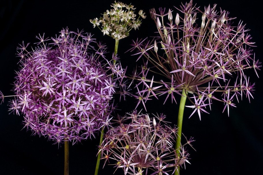 Allium сера
