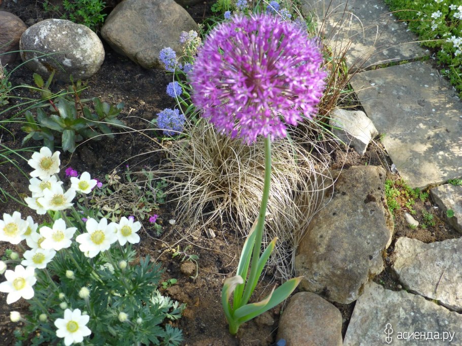 Allium giganteum