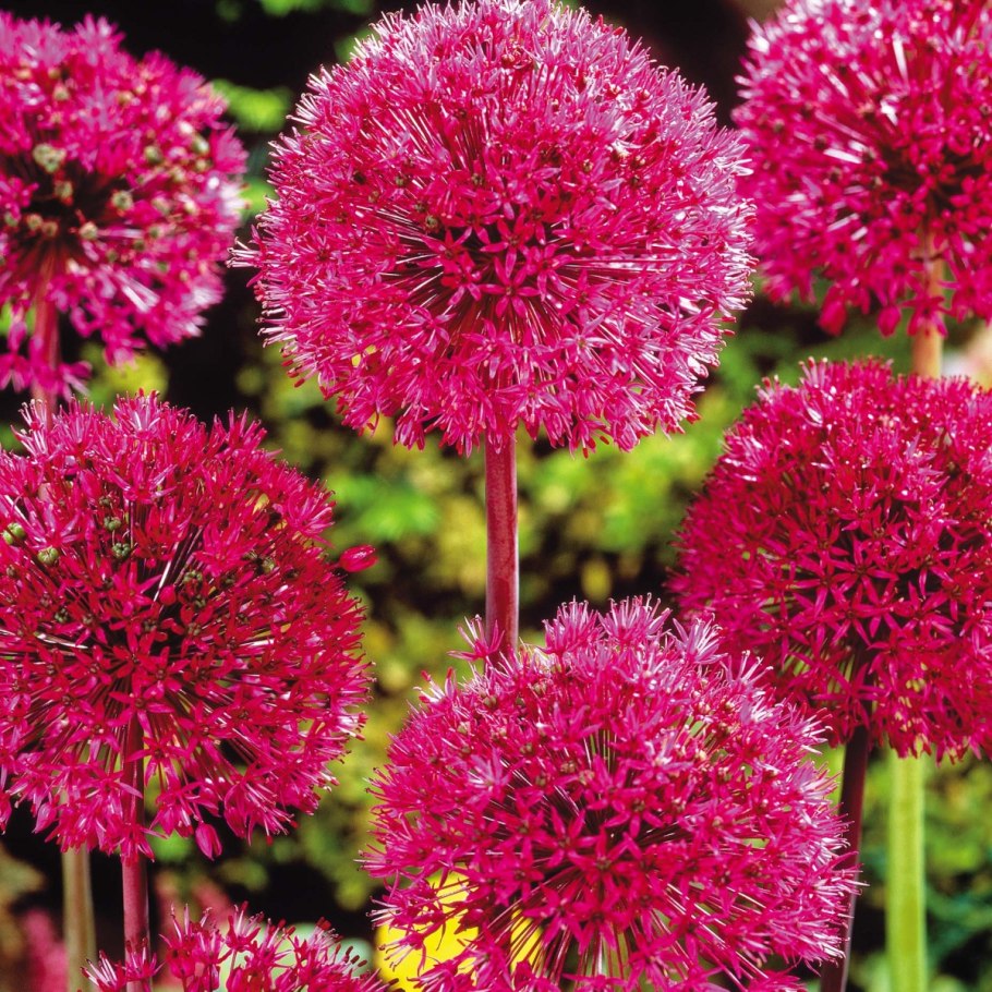 Луки декоративные отцвели