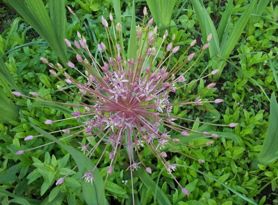 Аллиум Шуберта (Allium schubertii)
