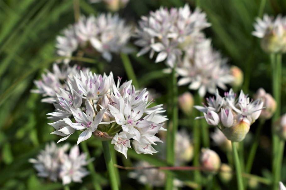 Allium amplectens