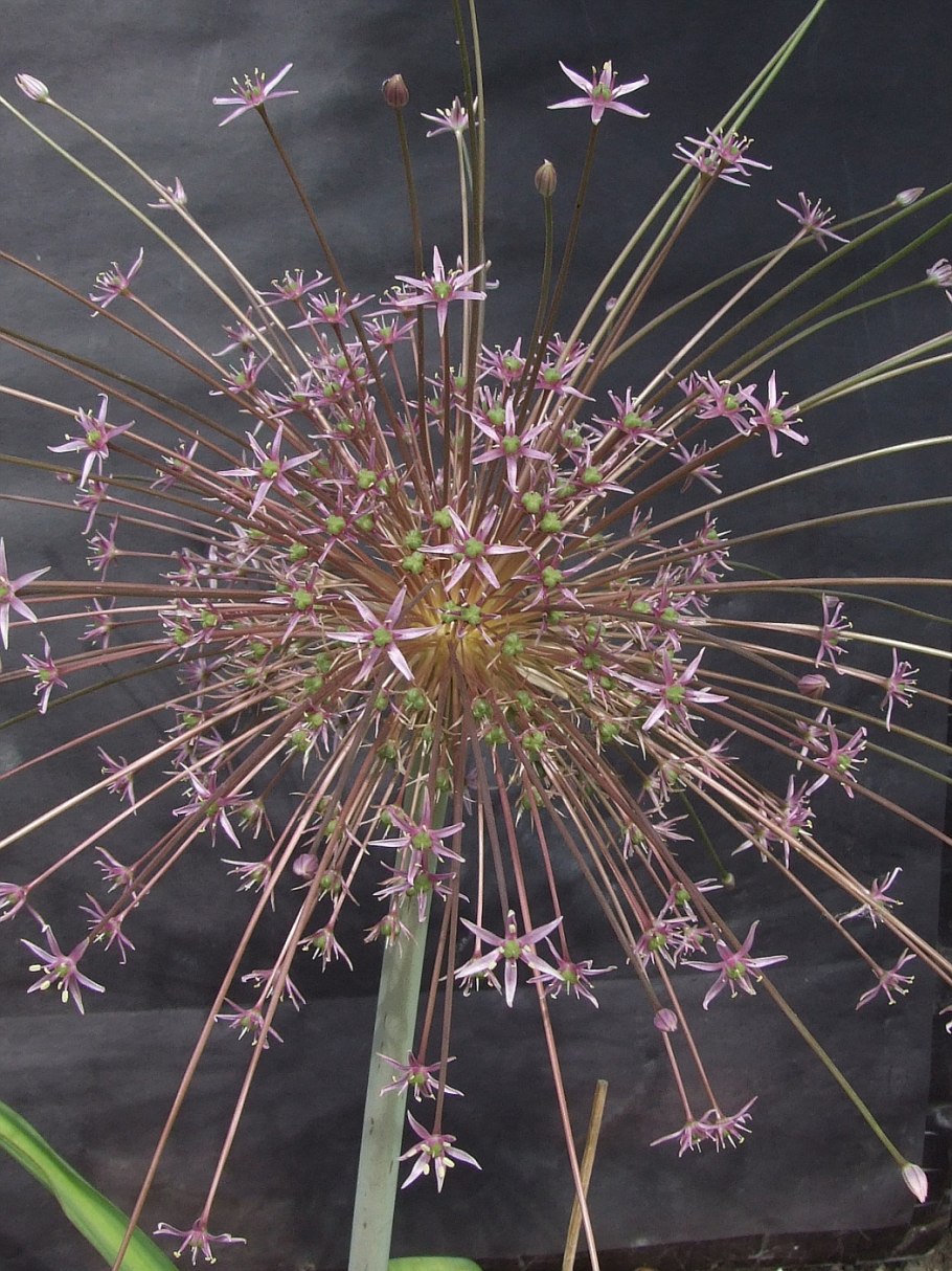 Аллиум Шуберта цветок