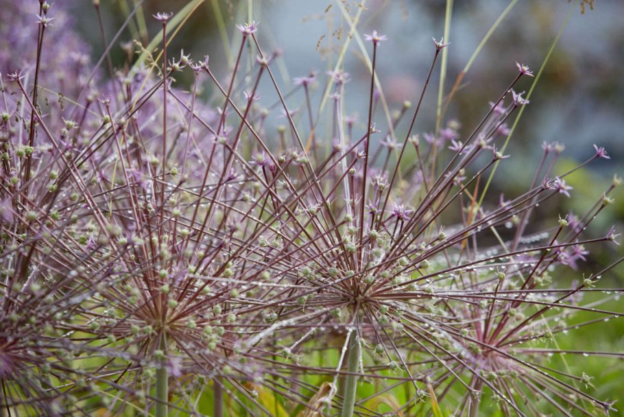 Аллиум Шуберти