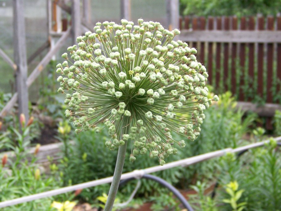 Рокамболь (Allium scorodoprasum)