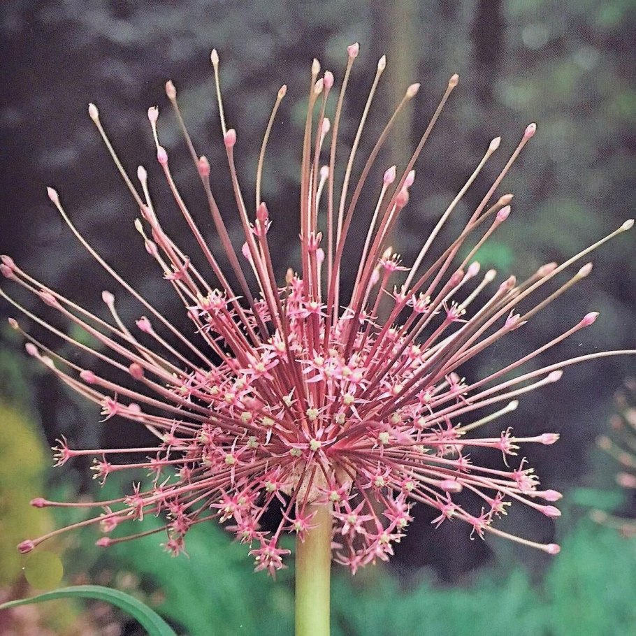 Лук Шуберта (Allium schubertii)