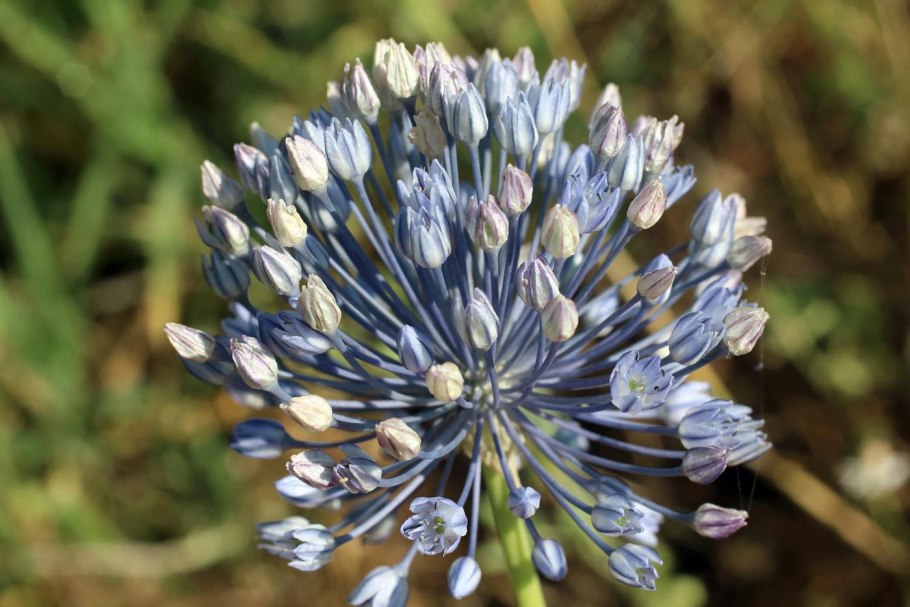 Лук голубой allium caesium schrenk