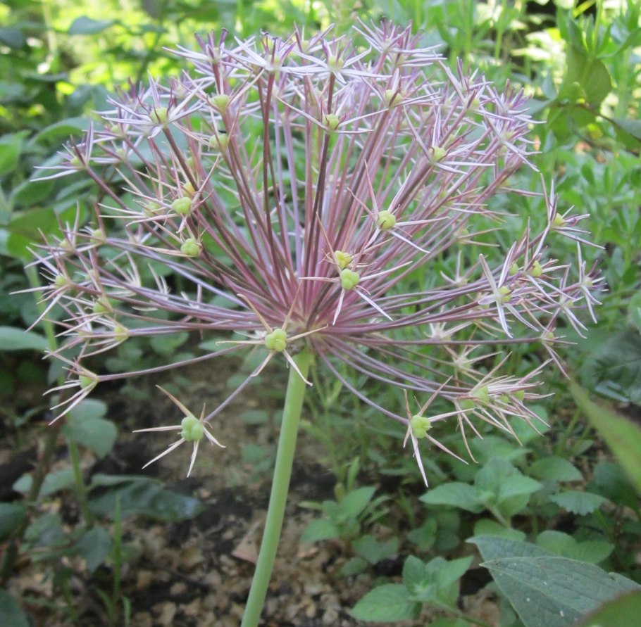 Schubertii аллиум