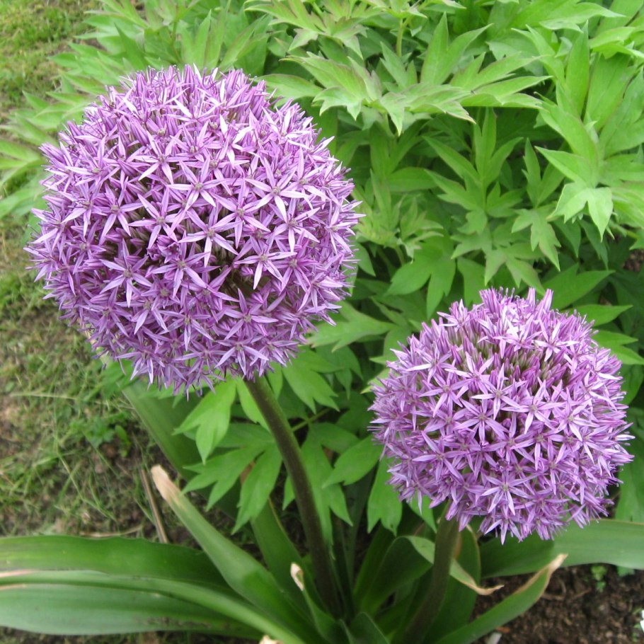 Лук декоративный "Уайт Гиант"