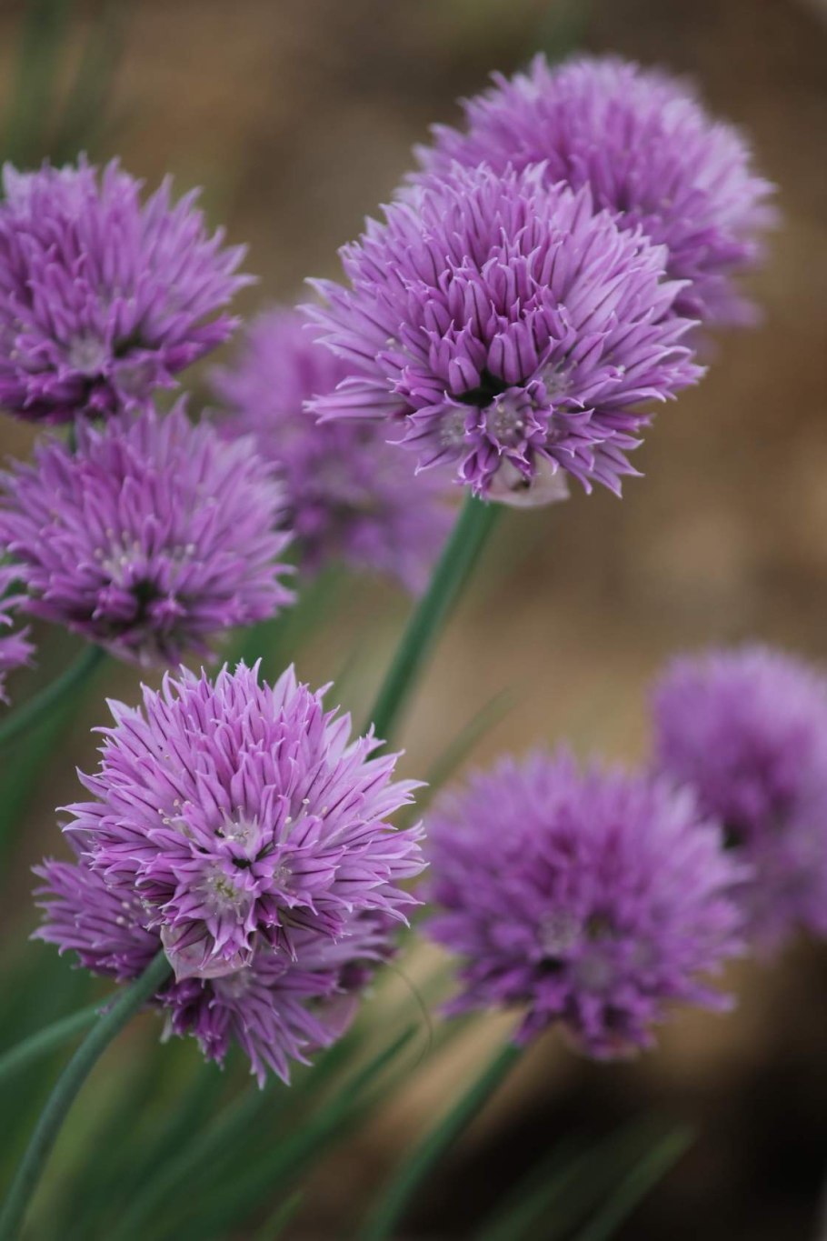 Allium giganteum