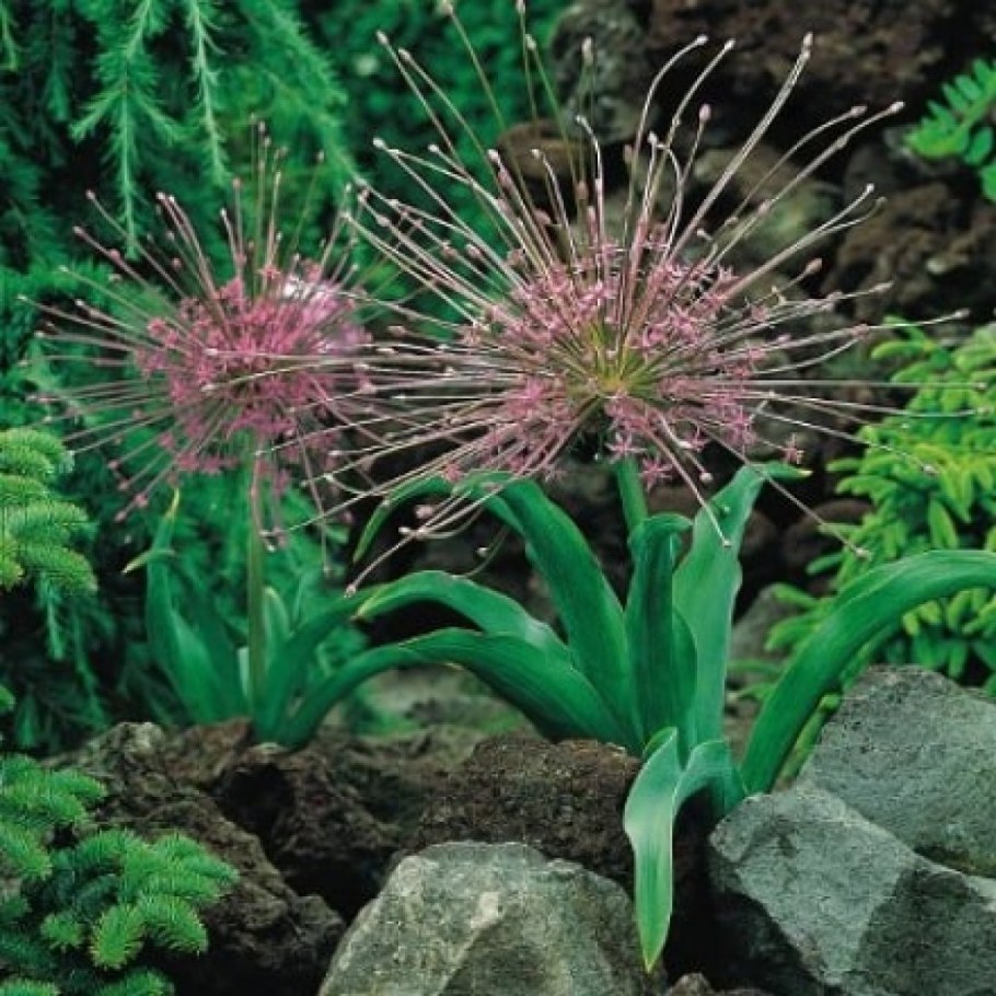 Аллиум Шуберта (Allium schubertii)