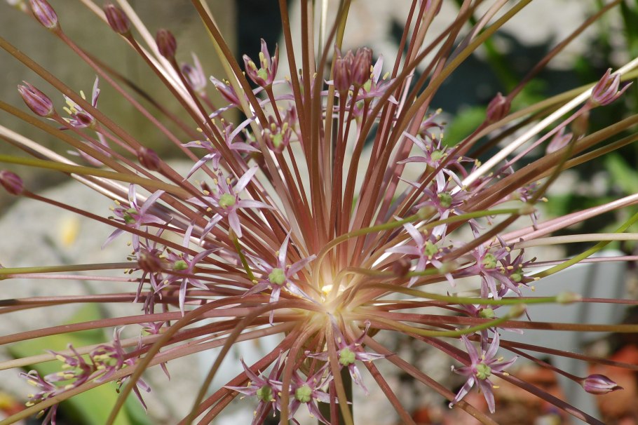 Лук декоративный Шуберта