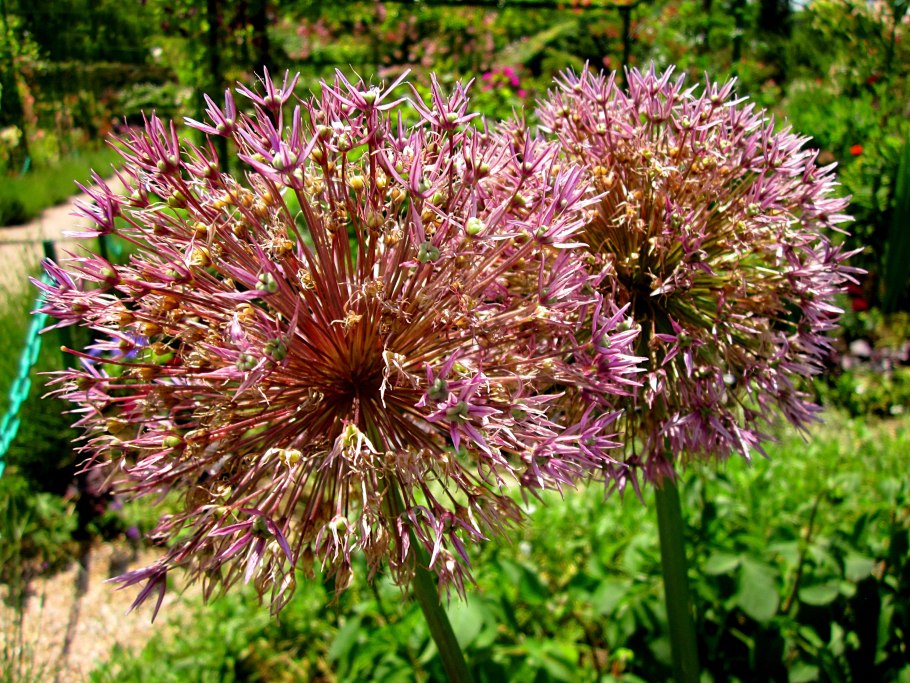 Allium bulgaricum