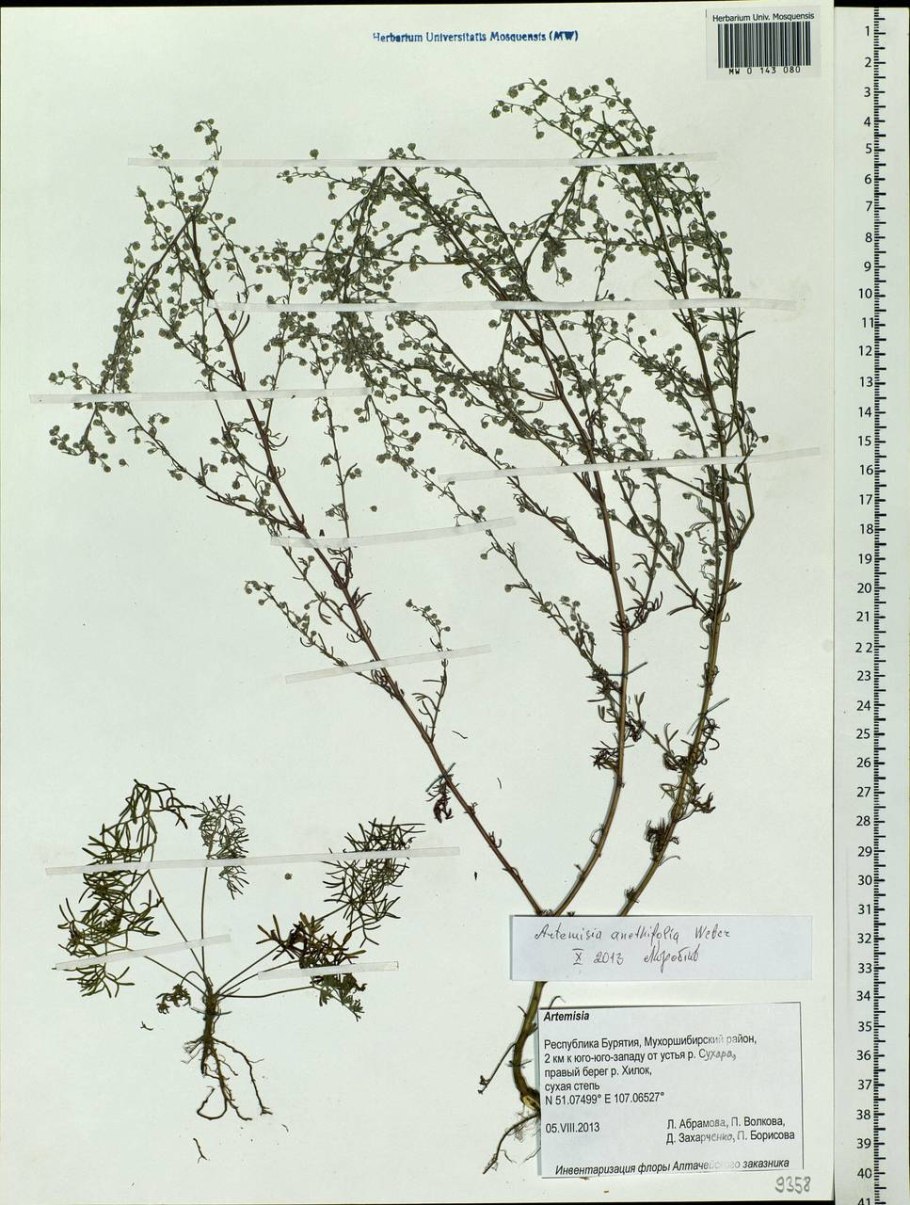 Полынь обыкновенная чернобыльник