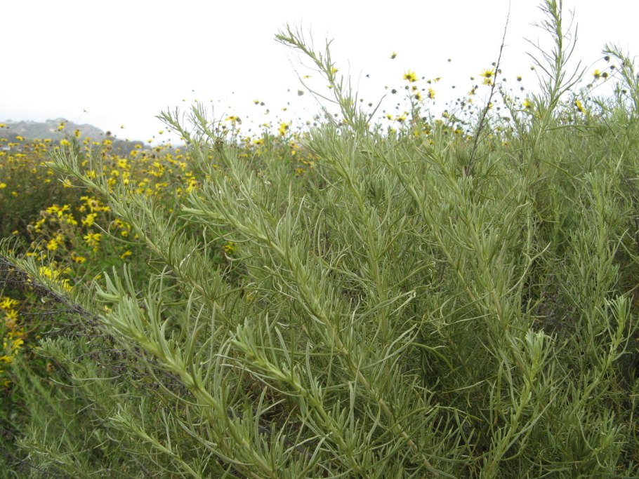 Artemisia californica