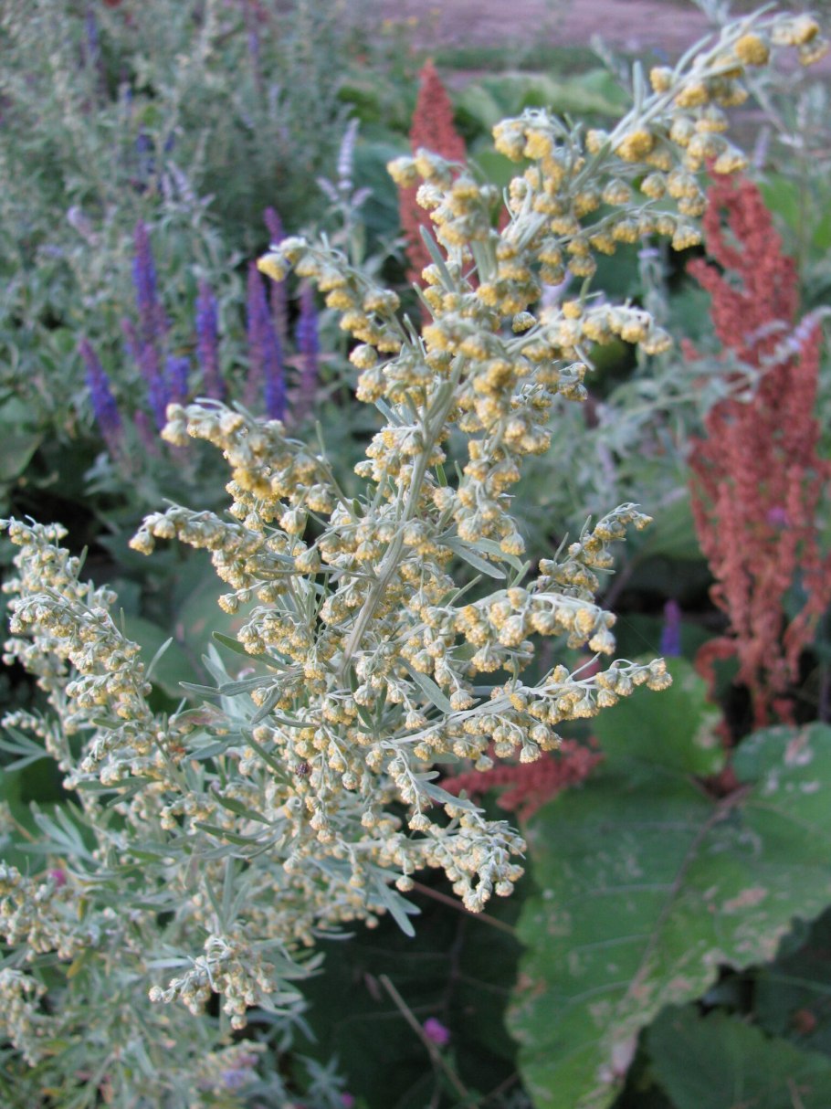Полынь шелковистая Artemisia sericea