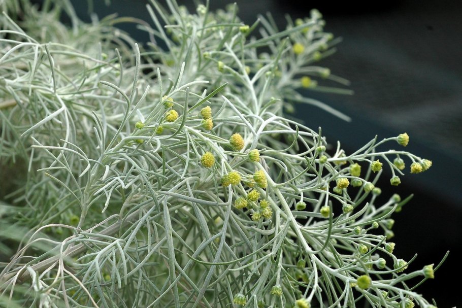 Полынь лимонная (artemisia balchanorum)