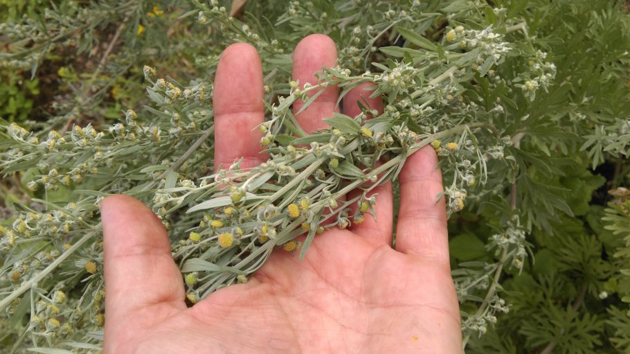 Полынь обыкновенная artemisia vulgaris