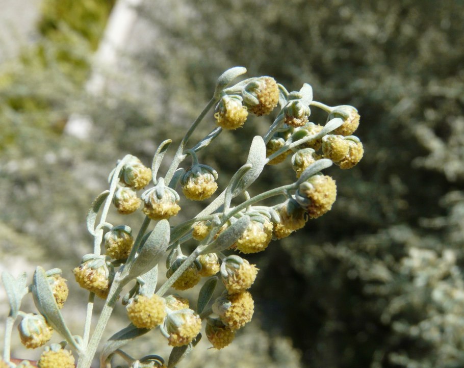 Artemisia herba alba