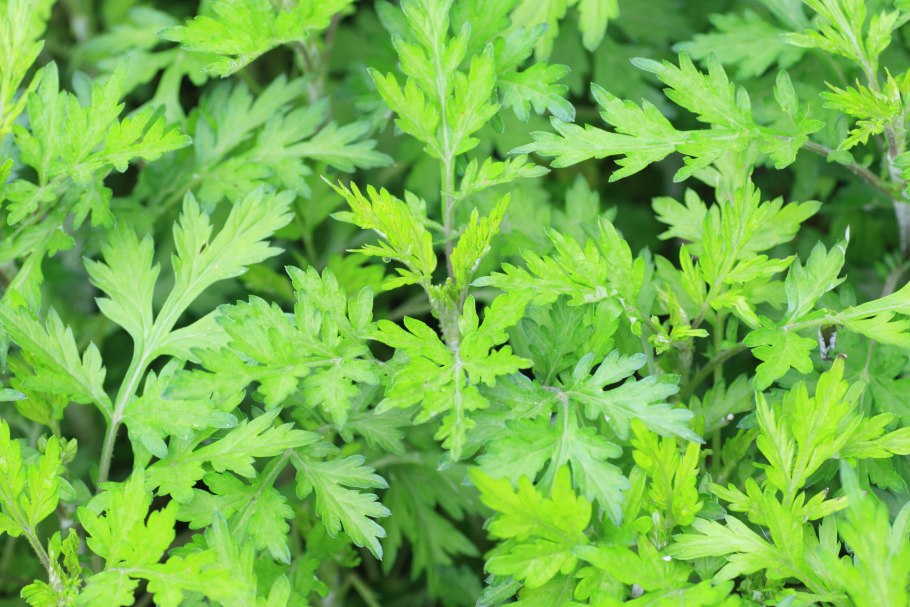 Полынь mugwort