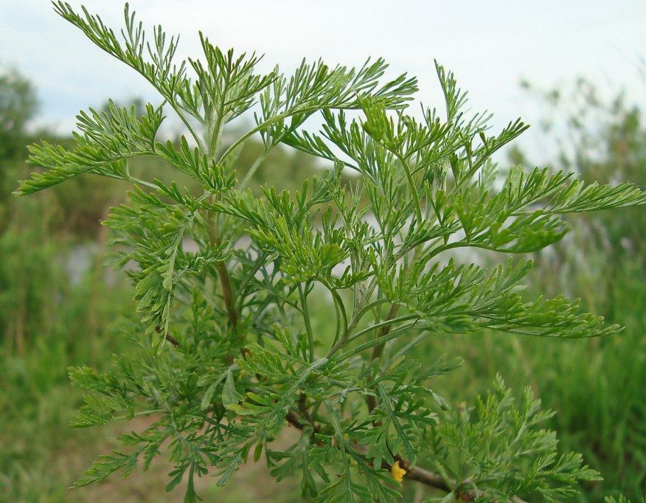 Artemisia macrocephala