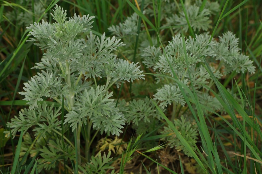 Полынь artemisia arborescens powis