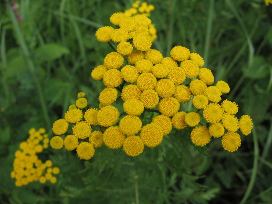 Пижма обыкновенная tanacetum vulgare