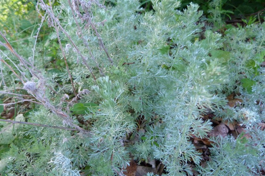 Полынь растение