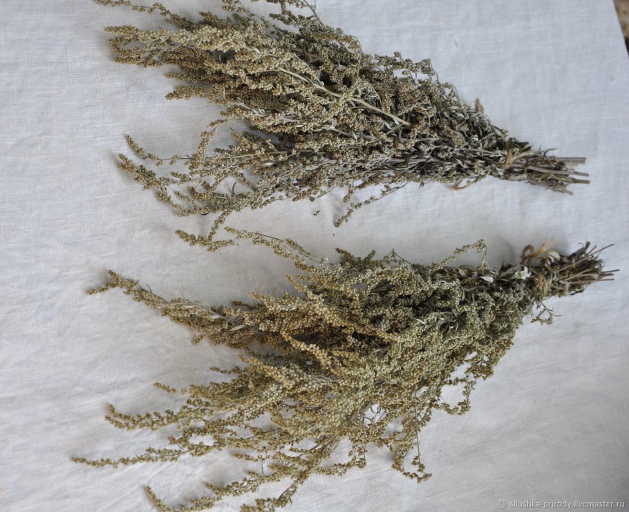 Полынь обыкновенная для веника