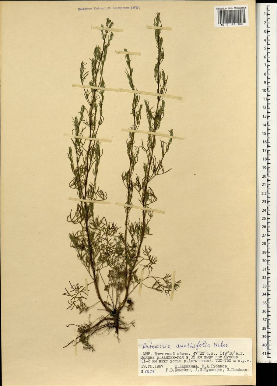 Artemisia jacutica