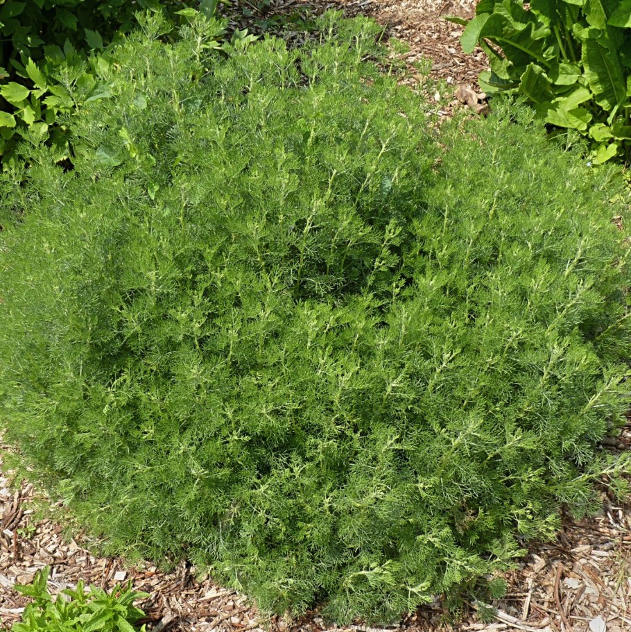 Полынь Крымская (Artemisia Taurica)