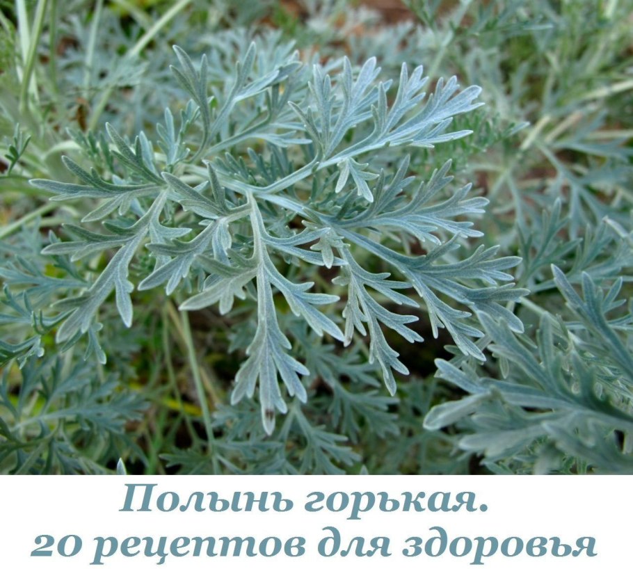 Artemisia anethifolia