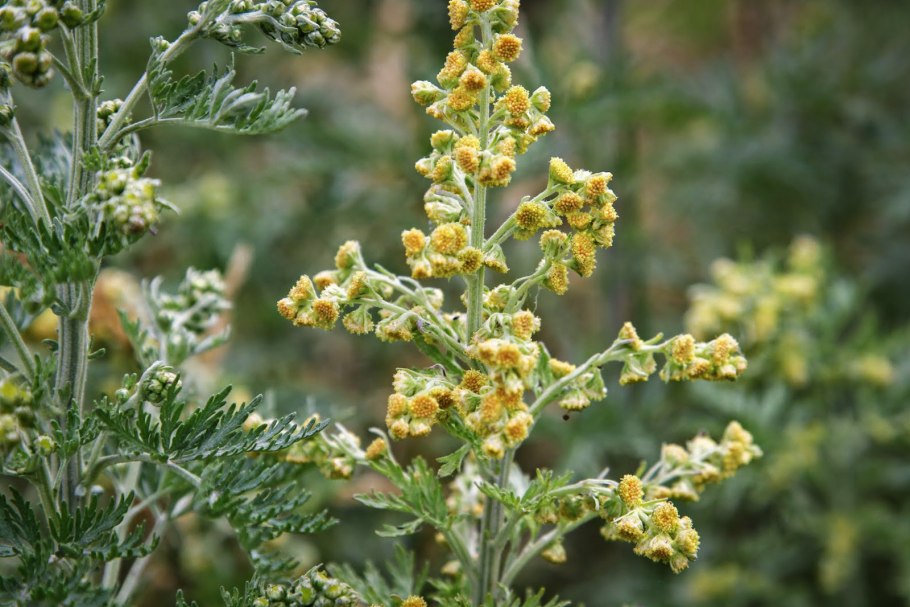 Полынь горькая artemisia absinthium
