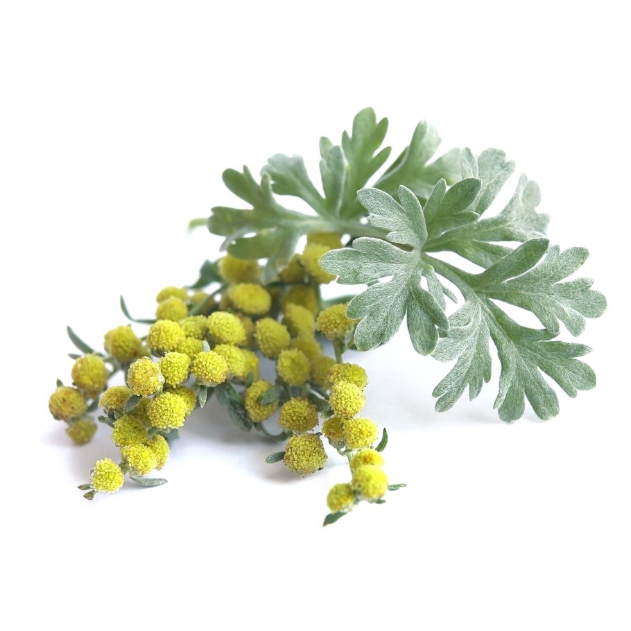 Artemisia absinthium гомеопатия