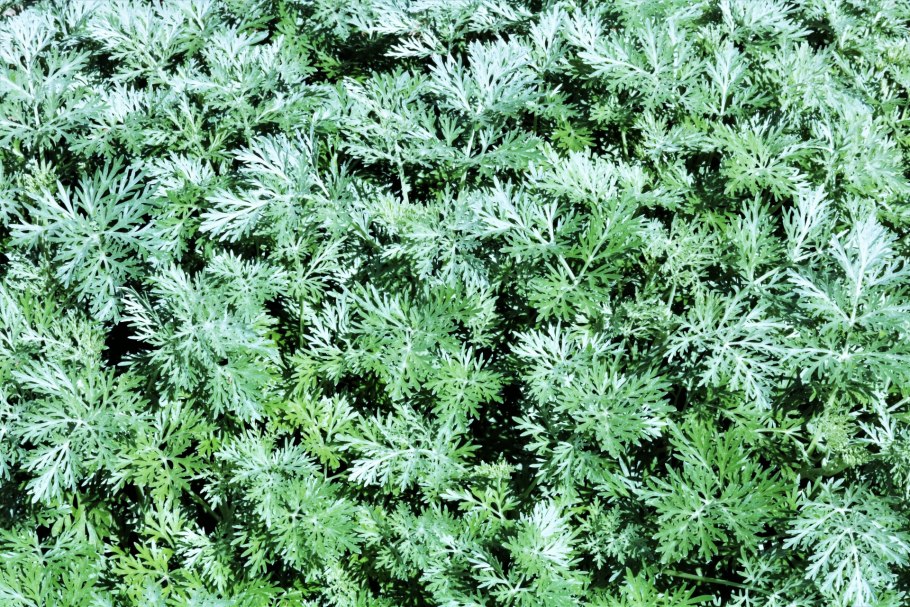 Божье дерево полынь