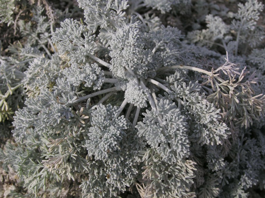 Цинерария приморская senecio cineraria