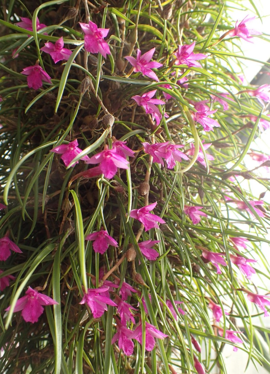 Изабелия фиолетовая